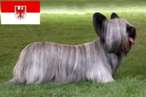 Read more about the article Criadores de Skye Terrier e cachorros em Brandenburg