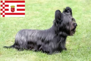 Read more about the article Criadores de Skye Terrier e cachorros em Bremen