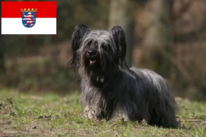 Read more about the article Criadores de Skye Terrier e cachorros em Hessen