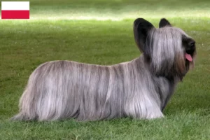 Read more about the article Criadores de Skye Terrier e cachorros em Polónia