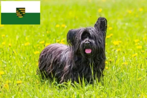 Read more about the article Criadores de Skye Terrier e cachorros em Saxónia