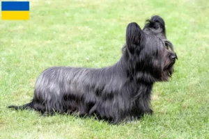 Read more about the article Criadores de Skye Terrier e cachorros na Ucrânia