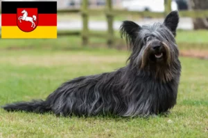 Read more about the article Criadores de Skye Terrier e cachorros na Baixa Saxónia