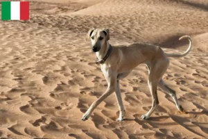 Read more about the article Criadores de Sloughi e cachorros em Itália