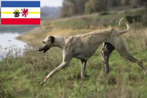 Read more about the article Criadores de Sloughi e cachorros em Mecklenburg-Vorpommern