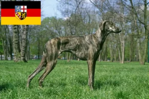 Read more about the article Criadores de Sloughi e cachorros em Saarland