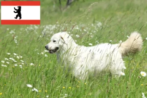 Read more about the article Slovensky Cuvac criadores e cachorros em Berlim