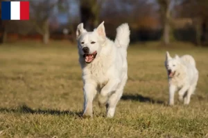 Read more about the article Slovensky Cuvac criadores e cachorros em França