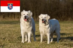 Read more about the article Slovensky Cuvac criadores e cachorros em Hessen