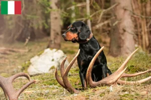 Read more about the article Slovenský kopov criadores e cachorros em Itália