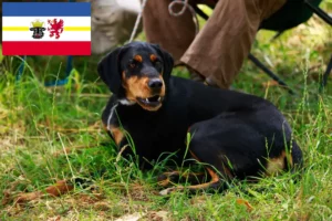 Read more about the article Criadores de Slovenský kopov e cachorros em Mecklenburg-Vorpommern