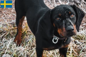 Read more about the article Slovenský kopov criadores e cachorros na Suécia