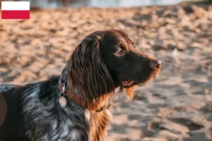 Read more about the article Criador de Spaniel de caça polaco e cachorros na Polónia