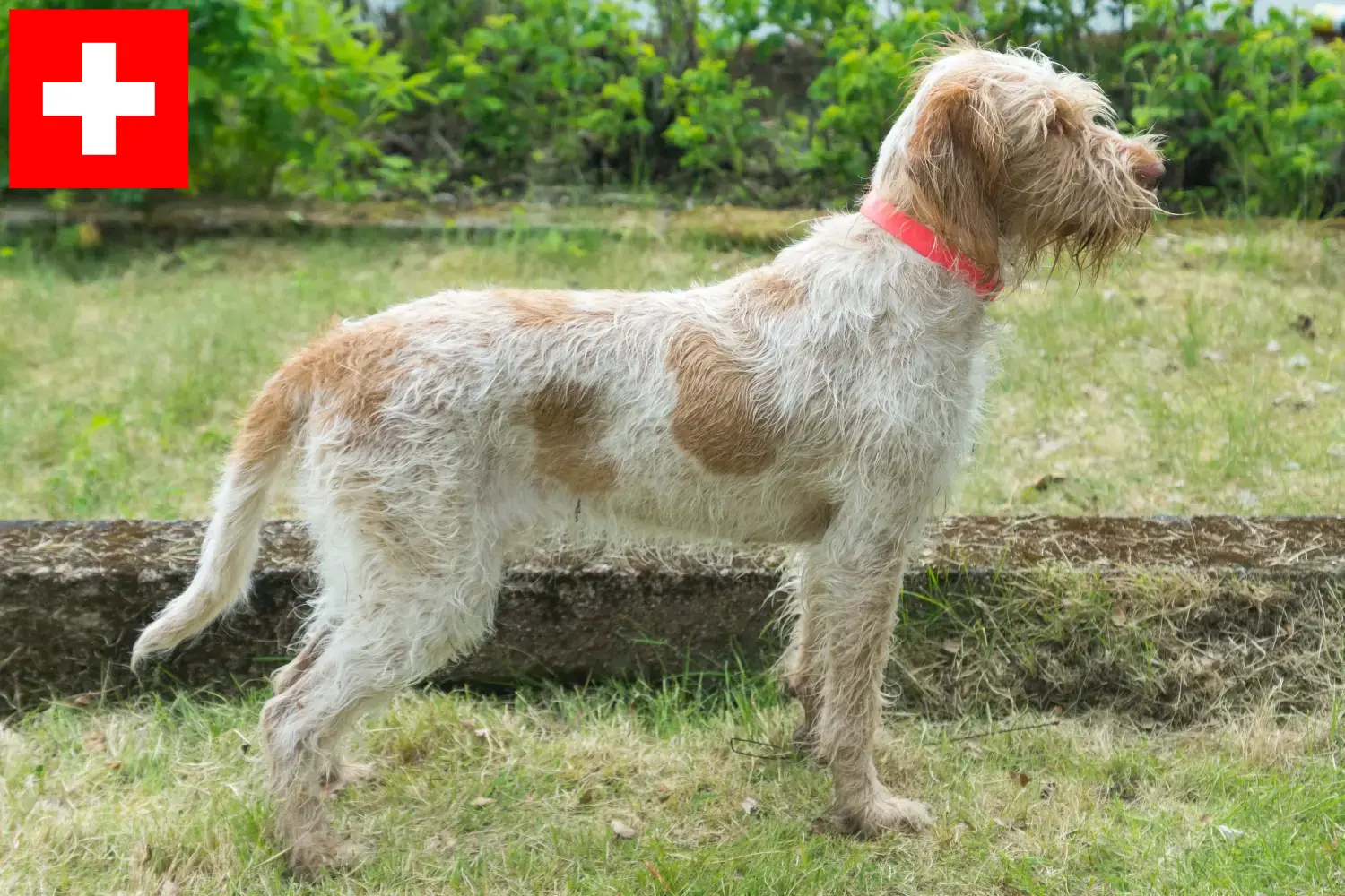 Read more about the article Criadores de Spinone Italiano e cachorros na Suíça