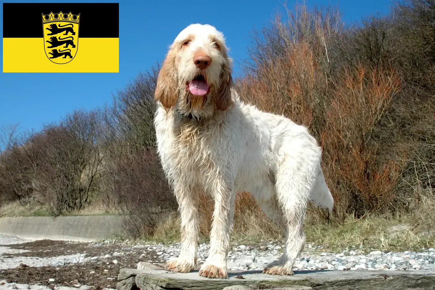 Read more about the article Criadores de Spinone Italiano e cachorros em Baden-Württemberg