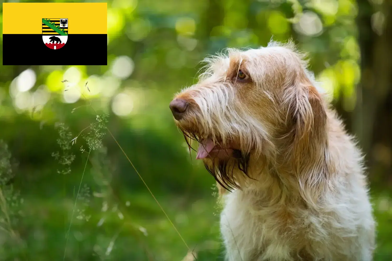 Read more about the article Criadores de Spinone Italiano e cachorros em Saxónia-Anhalt