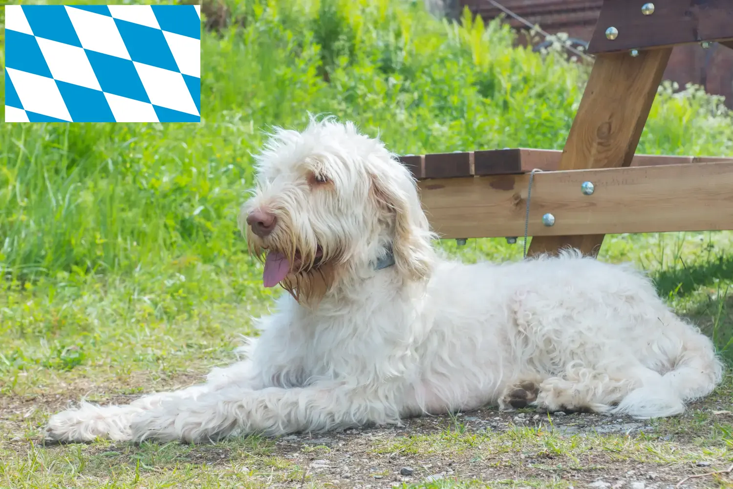 Read more about the article Criadores de Spinone Italiano e cachorros na Baviera