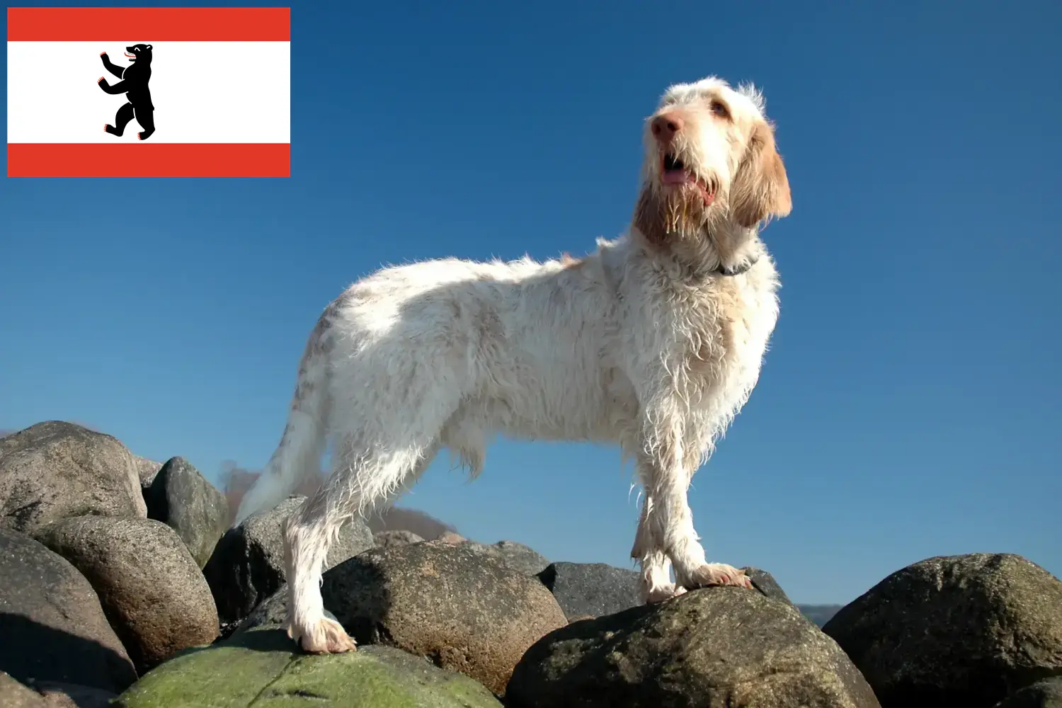 Read more about the article Spinone Italiano criadores e cachorros em Berlim