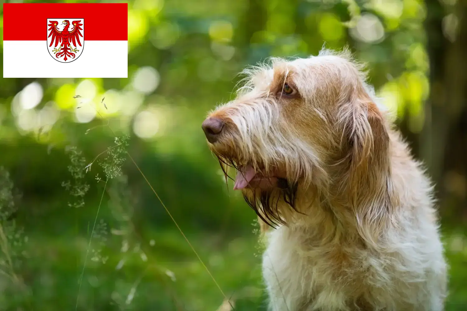 Read more about the article Spinone Italiano criadores e cachorros em Brandenburg