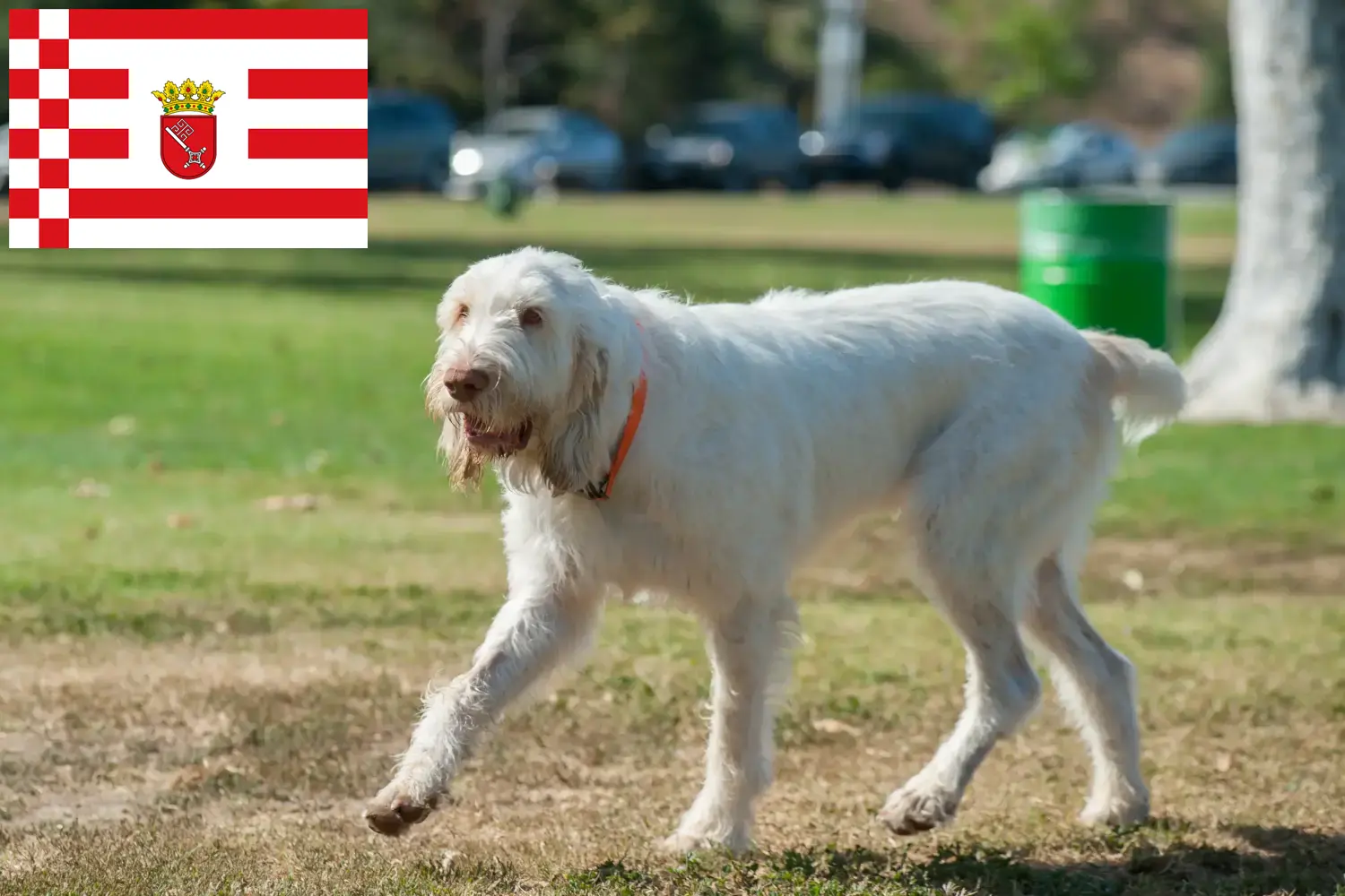 Read more about the article Spinone Italiano criadores e cachorros em Bremen