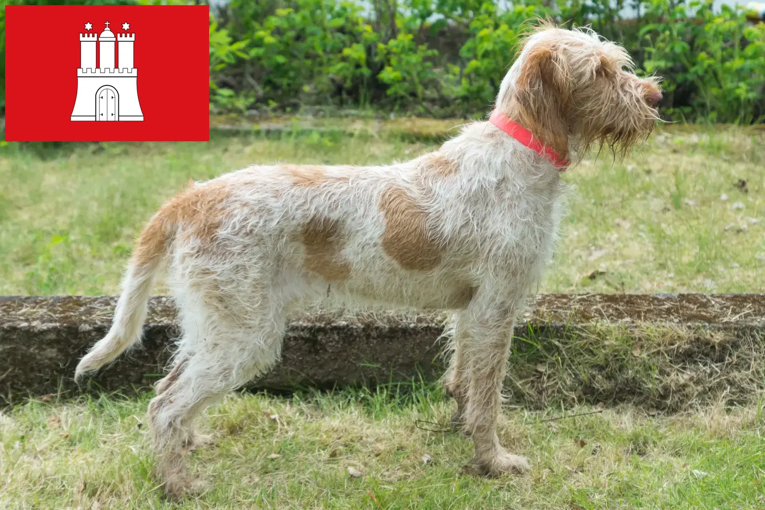 Read more about the article Spinone Italiano criadores e cachorros em Hamburgo