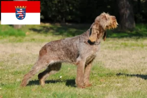 Read more about the article Spinone Italiano criadores e cachorros em Hessen