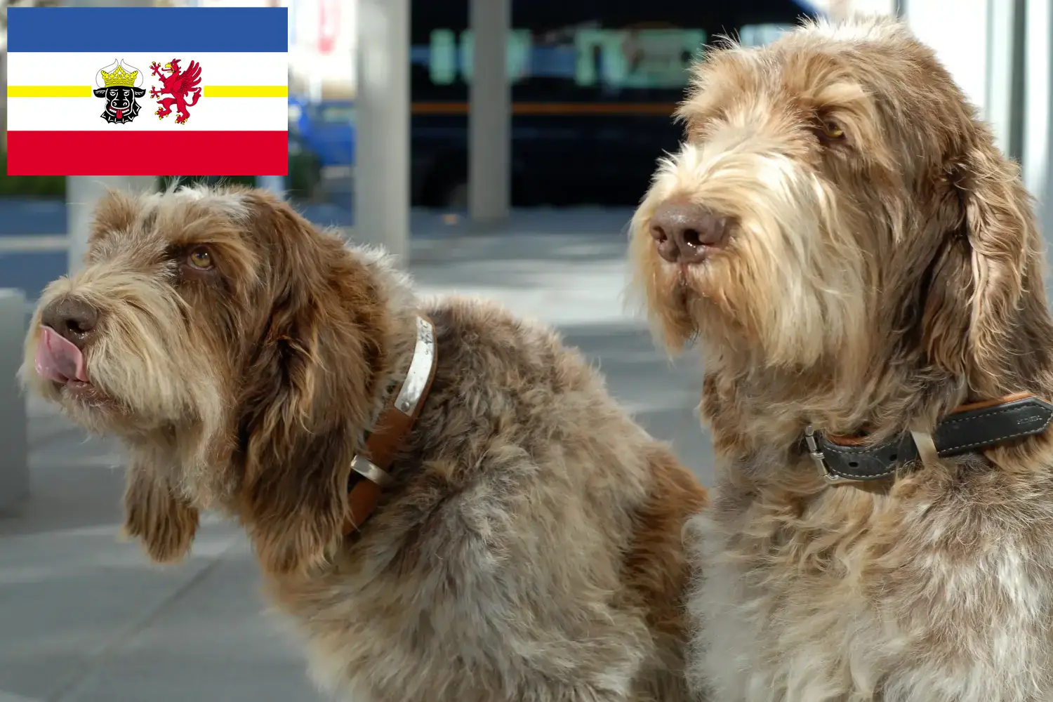 Read more about the article Spinone Italiano criadores e cachorros em Mecklenburg-Vorpommern