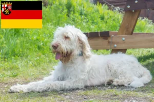 Read more about the article Criadores de Spinone Italiano e cachorros na Renânia-Palatinado