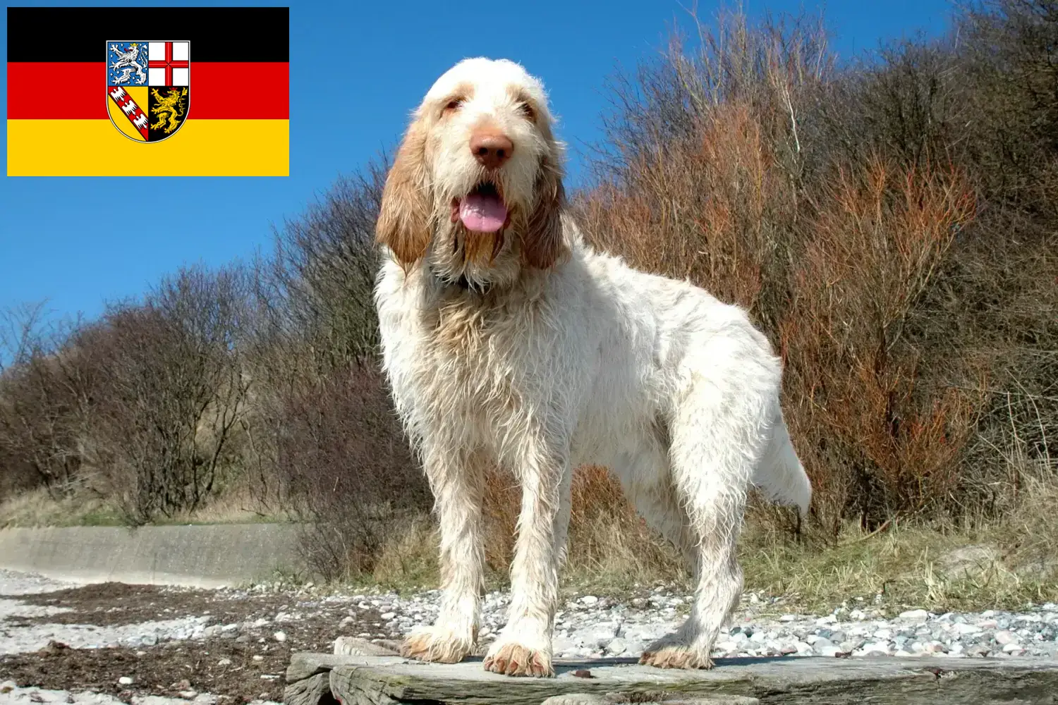 Read more about the article Spinone Italiano criadores e cachorros em Sarre