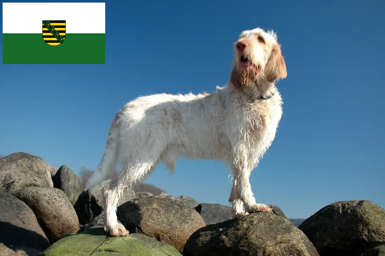 Read more about the article Criadores de Spinone Italiano e cachorros na Saxónia