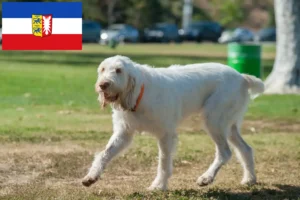 Read more about the article Spinone Italiano criadores e cachorros em Schleswig-Holstein