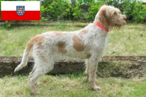 Read more about the article Criadores de Spinone Italiano e cachorros na Turíngia