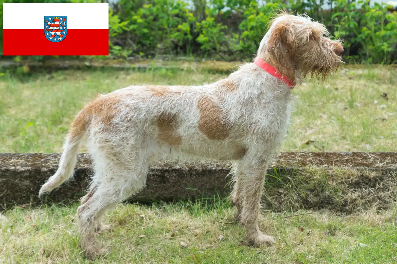 Read more about the article Criadores de Spinone Italiano e cachorros na Turíngia