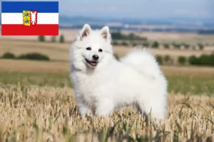 Read more about the article Criadores de Spitz e cachorros em Schleswig-Holstein