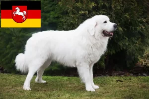 Read more about the article Criadores de Tatra Sheepdog e cachorros na Baixa Saxónia