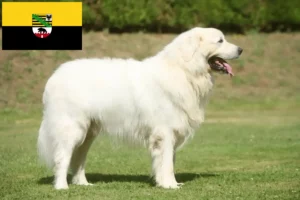 Read more about the article Criadores de Tatra Sheepdog e cachorros em Saxónia-Anhalt