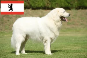 Read more about the article Criadores de Tatra Sheepdog e cachorros em Berlim