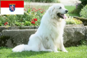 Read more about the article Criadores de Tatra Sheepdog e cachorros em Hesse