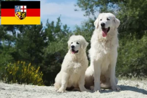 Read more about the article Criadores de Tatra Sheepdog e cachorros em Sarre