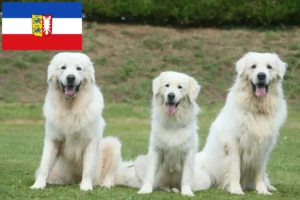 Read more about the article Criadores de Tatra Sheepdog e cachorros em Schleswig-Holstein