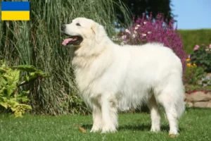 Read more about the article Criadores de Tatra Sheepdog e cachorros na Ucrânia