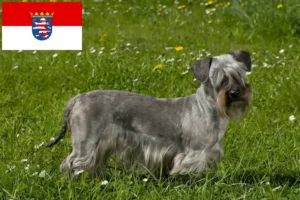 Read more about the article Criadores de Terrier checo e cachorros em Hessen