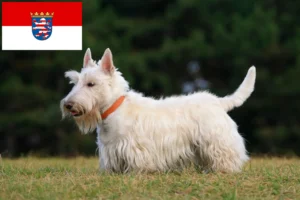 Read more about the article Criadores de Scottish Terrier e cachorros em Hessen