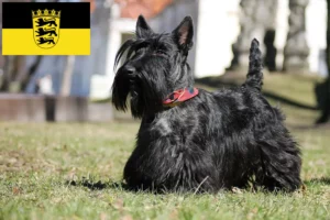 Read more about the article Criadores de Scottish Terrier e cachorros em Baden-Württemberg