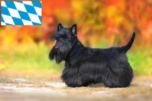 Read more about the article Criadores de Scottish Terrier e cachorros em Bavaria