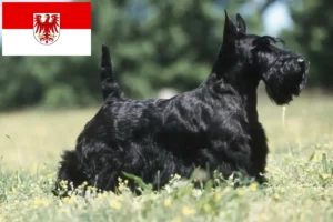 Read more about the article Criadores de Scottish Terrier e cachorros em Brandenburg