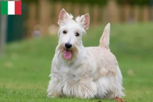 Read more about the article Criadores de Scottish Terrier e cachorros em Itália