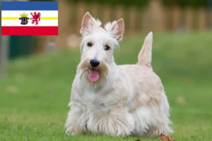 Read more about the article Criadores de Scottish Terrier e cachorros em Mecklenburg-Vorpommern