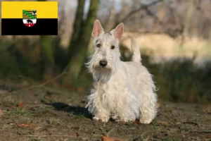 Read more about the article Criadores de Scottish Terrier e cachorros em Saxónia-Anhalt