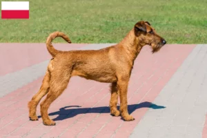 Read more about the article Criadores de Irish Terrier e cachorros na Polónia